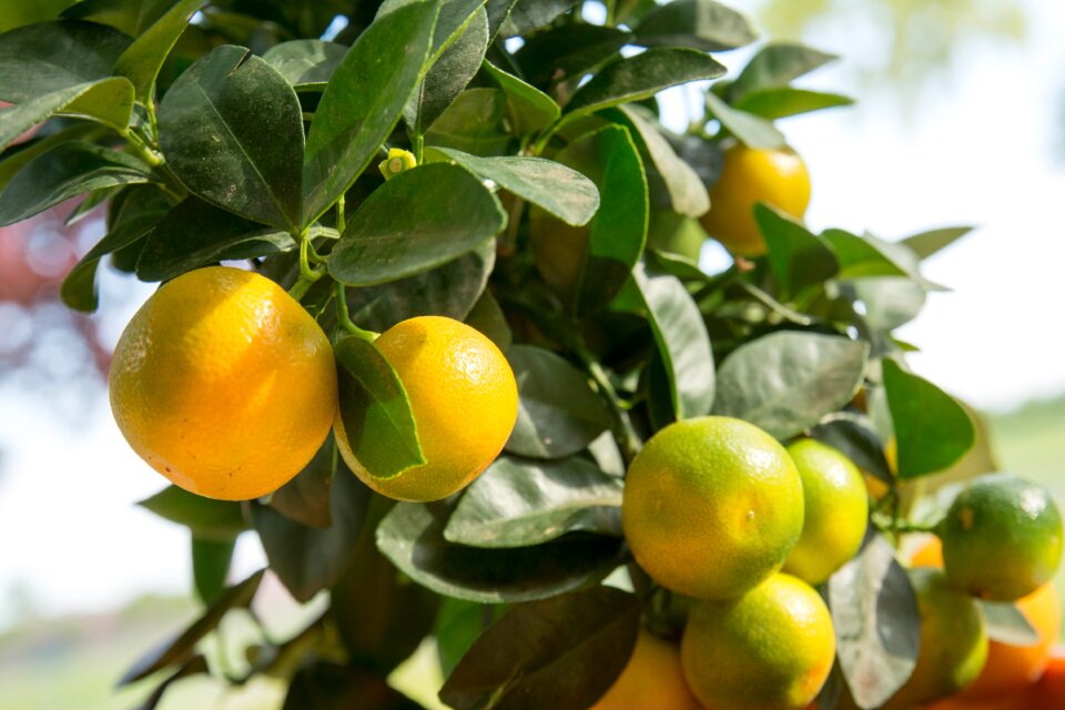 Calamondinorange tree fruit