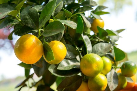 Calamondinorange tree fruit