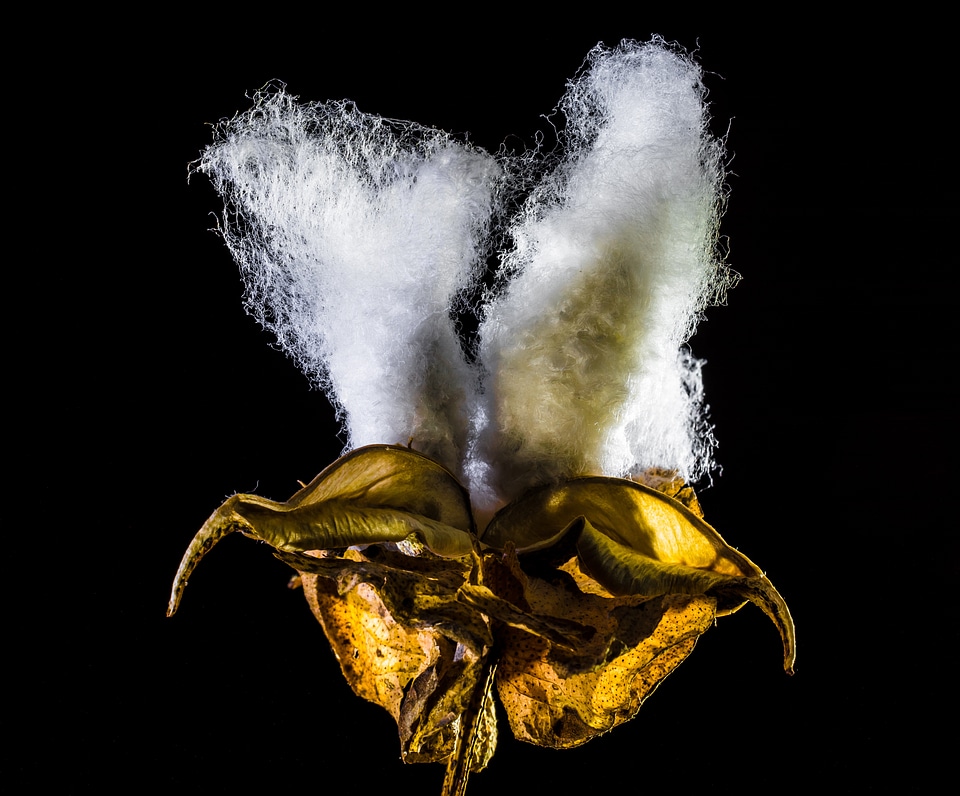 Cotton cotton shrub plant