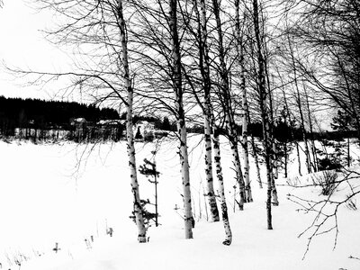 Winter landscape trees winter photo