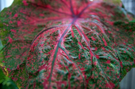 Nature plant beautiful