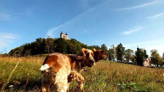 Dog trip monuments