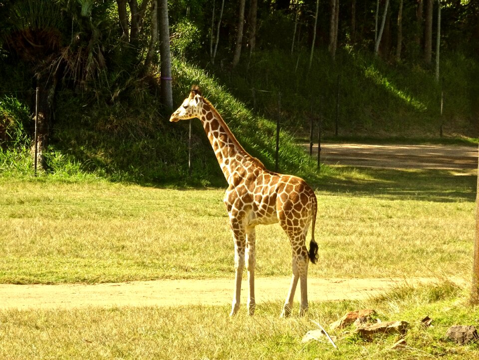 Wild africa cute