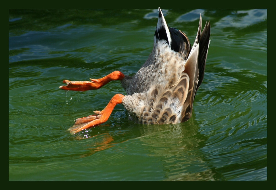 Pintail duck diver diving