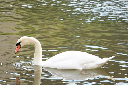 Bird lake plumage