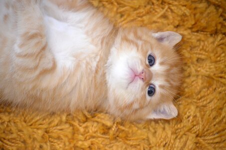 Cute kitten baby cat photo