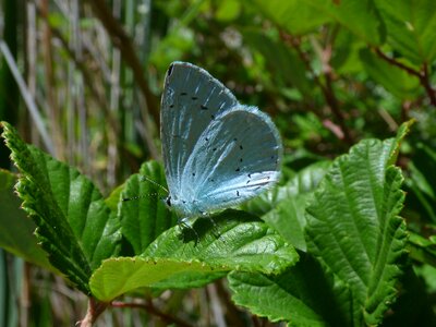 Blaveta de l heura leaf blackberry