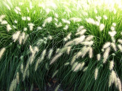 Environmental foliage natural