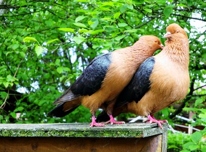 Pigeons pigeon pair house animal farm with scattered mill photo