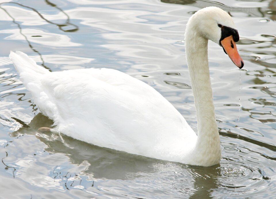 Bird lake plumage
