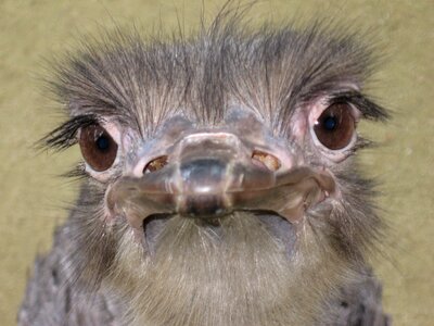 Close-up animal-photography