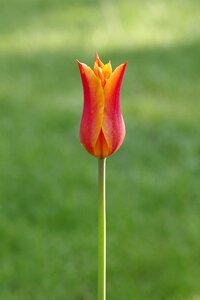 A simple flower single