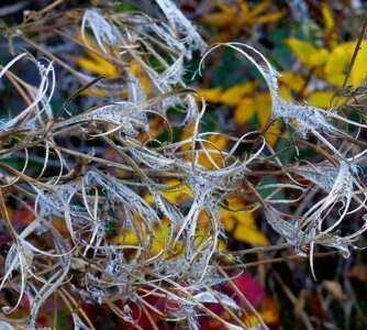 Bursting saw toothed plant