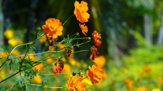 Yellow gardening