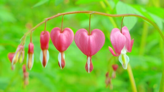 Bloom heart bloom