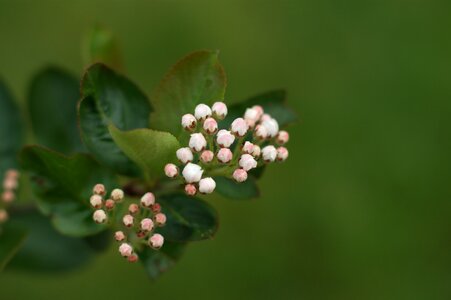 Spring bud green