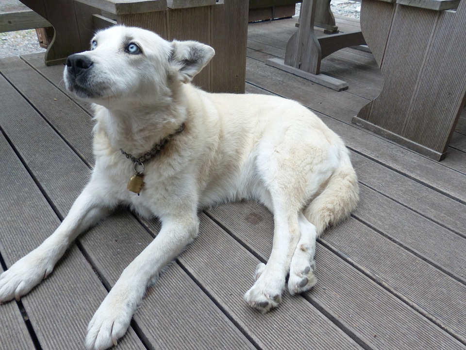 Husky mongrel hybrid husky