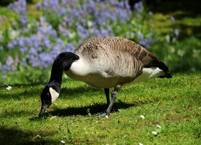 Water bird nature wild goose photo