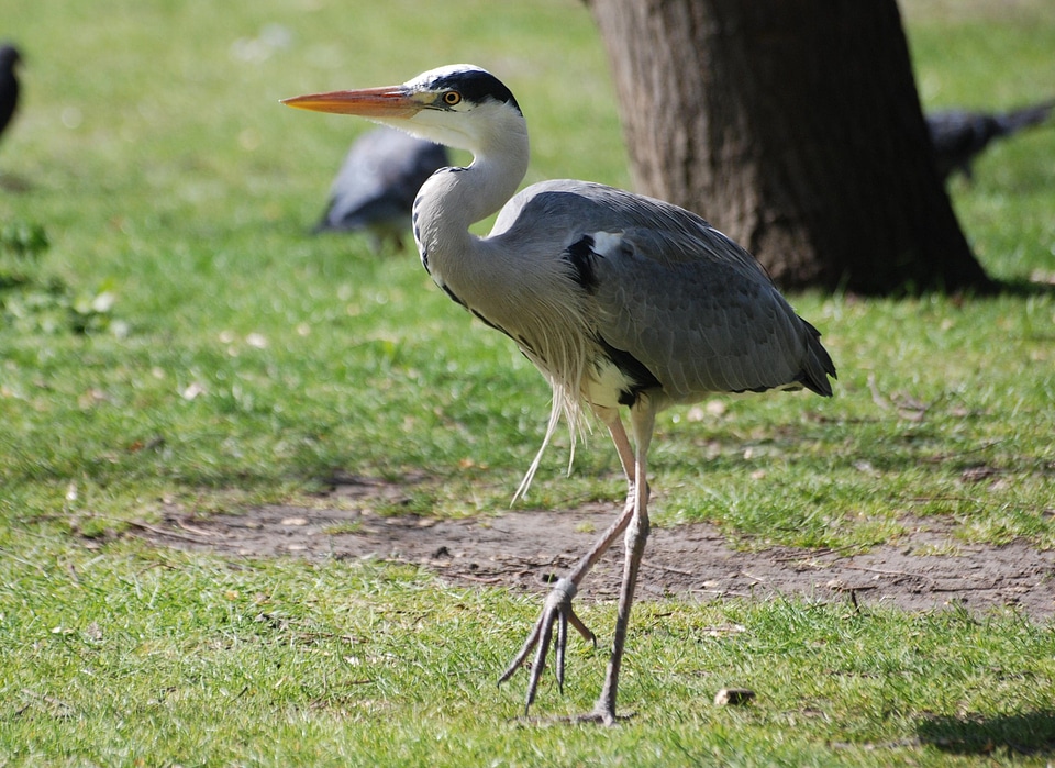 Standing beak wild photo