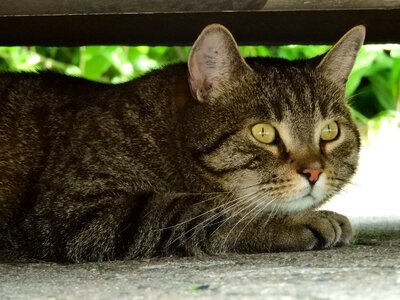 Hidden pet mieze
