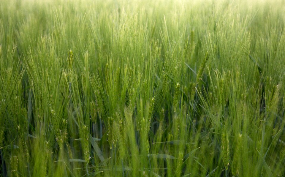 Agriculture nature grain
