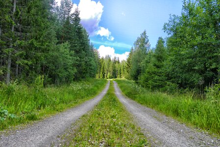 Forest sweden firs photo