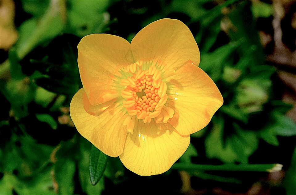 Bloom spring nature