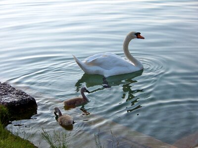 Lake bled family young