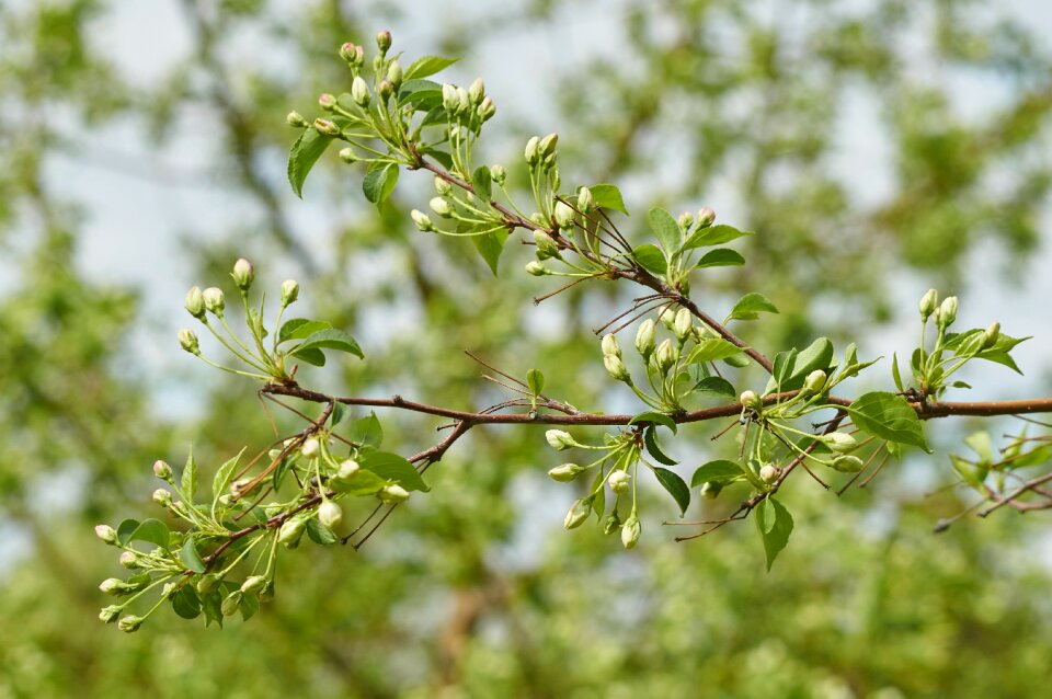 Bloom fruit branch