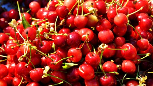 Spring red cherry