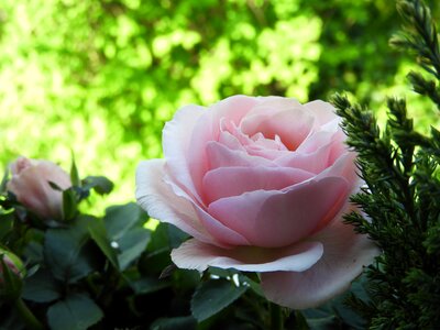 Bloom pink rose nature