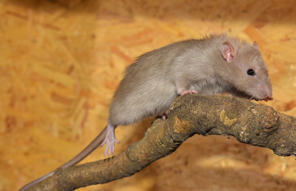 Nager rodent mammal