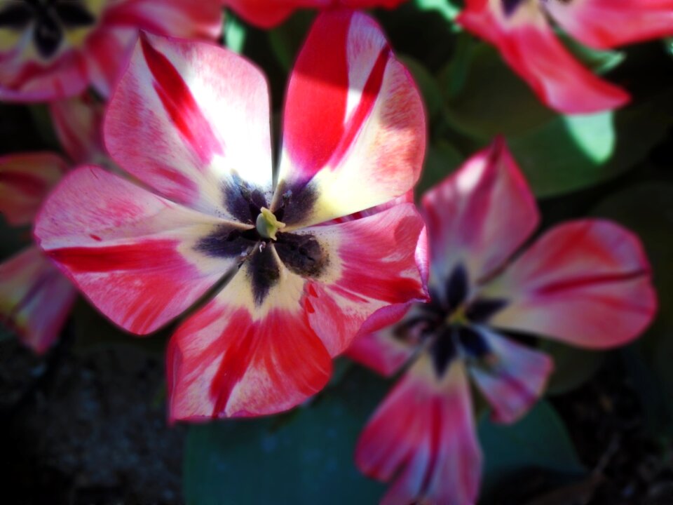 Floral garden leaf