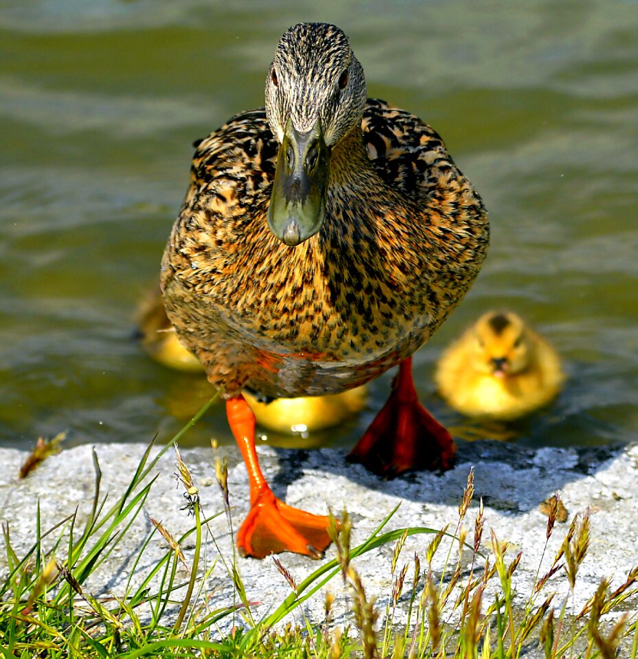 Animal children solicitous nature