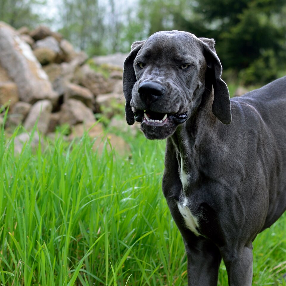 Dog great dane puppy photo