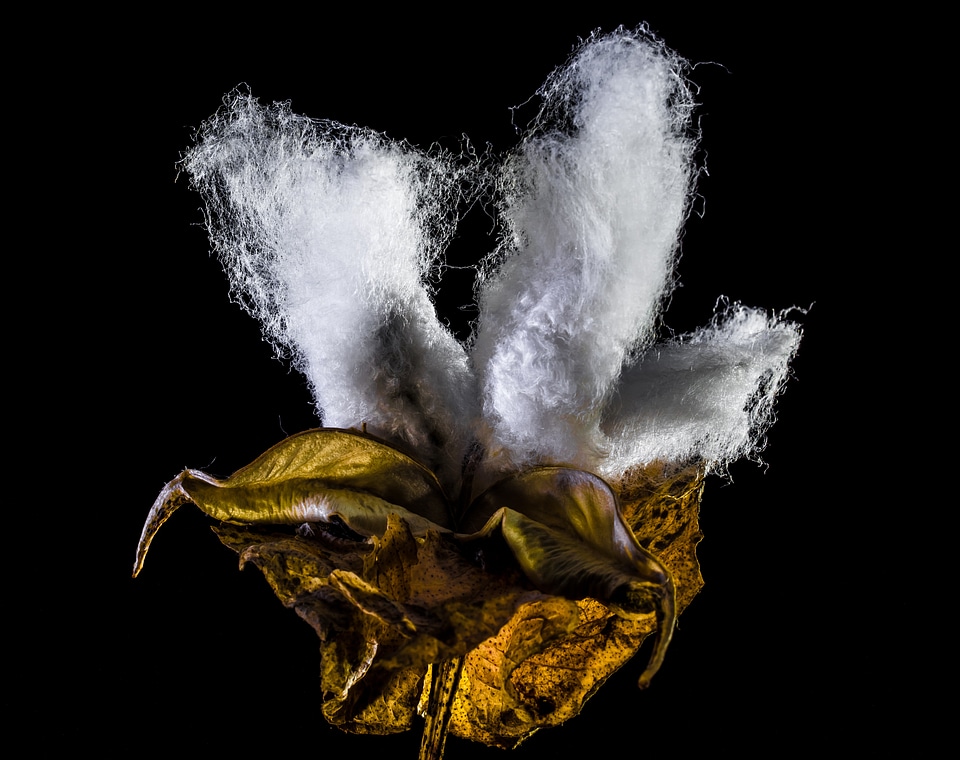 Cotton cotton shrub plant