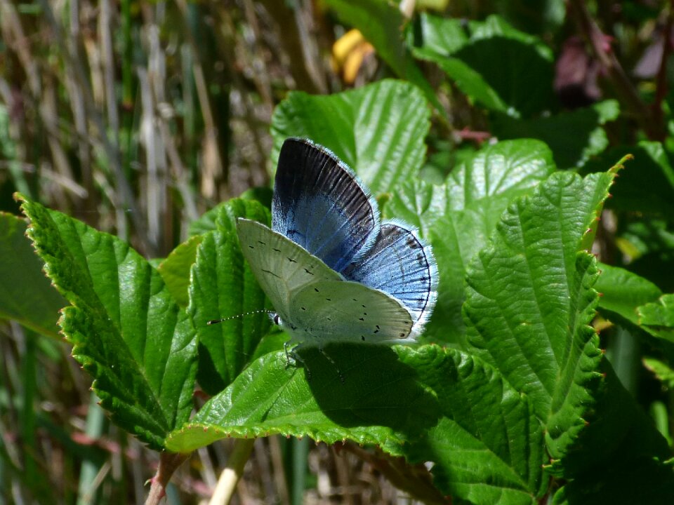 Blaveta de l heura leaf blackberry