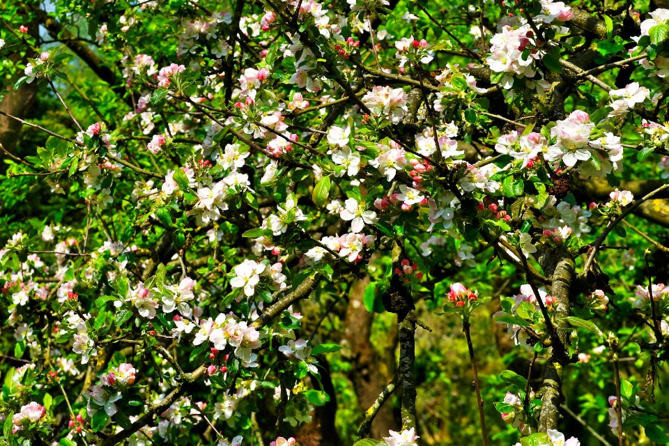 Bloom apple blossom spring
