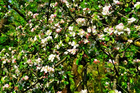 Bloom apple blossom spring photo