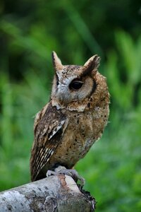 Bird green owl photo
