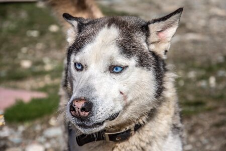 Animal husky domestic photo