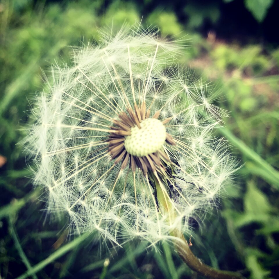 Summer spring weed