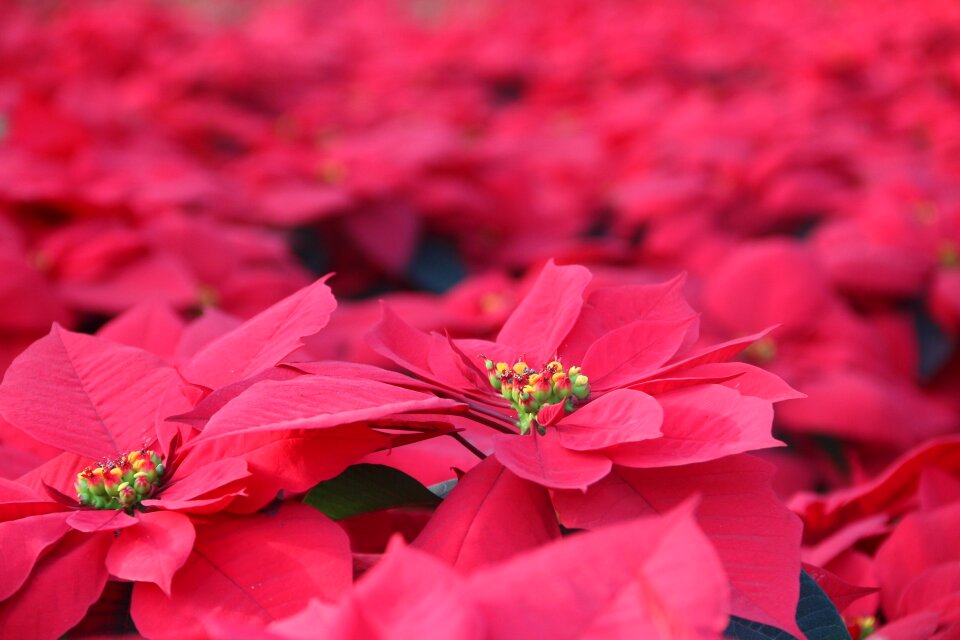 Flowers and plants red flowers red