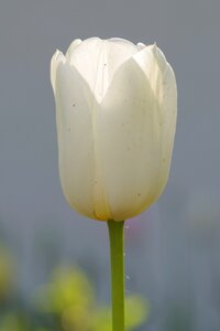 Single garden rosa
