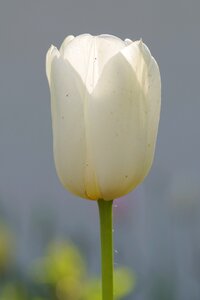 Single garden rosa photo