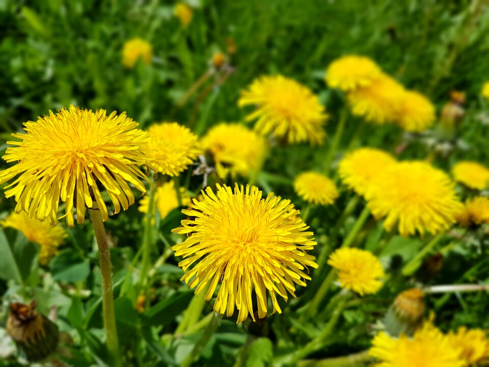 Spring sonchus oleraceus dandelion
