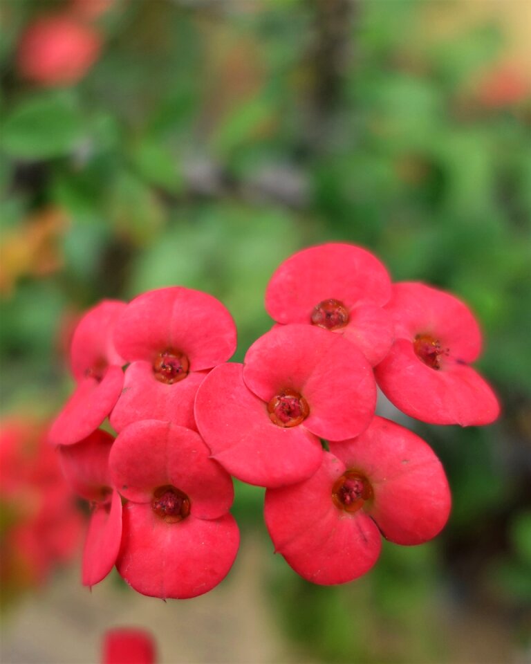 Spring macro pink