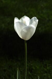 Nature white plant