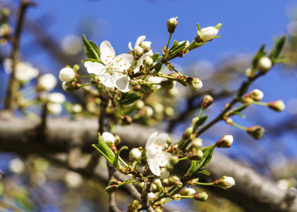 Nature cherry blossoms white flowers photo