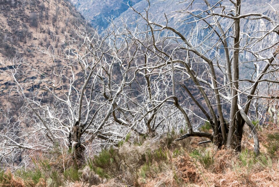 Trees dead plant forest fire